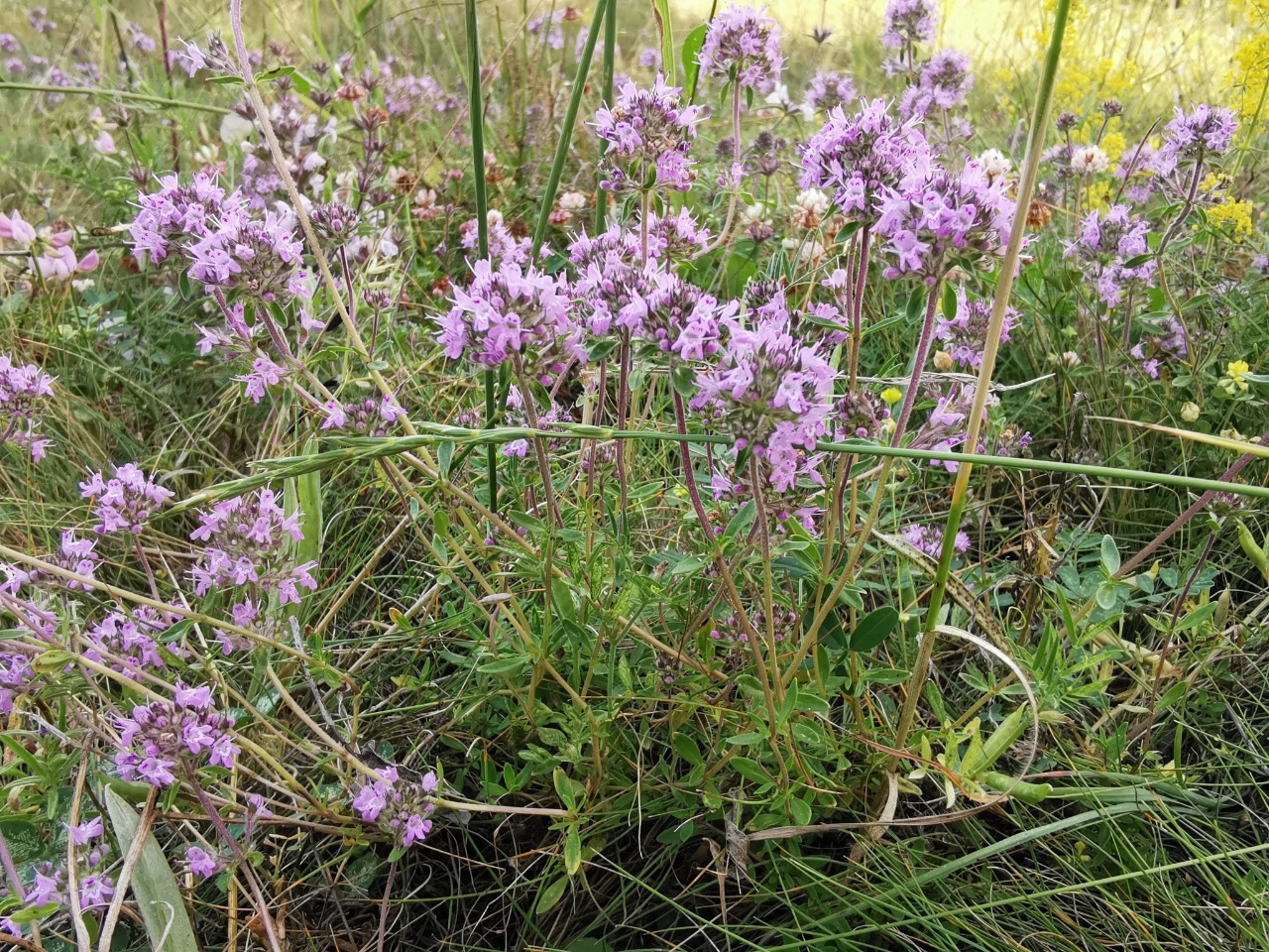 Thymus longicaulis