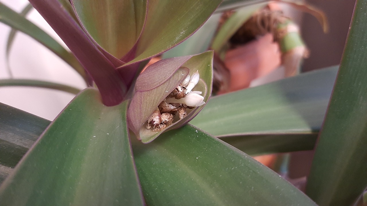 Tradescantia spathacea