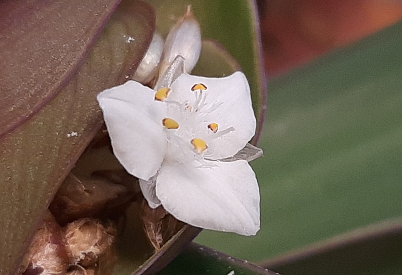 Tradescantia spathacea