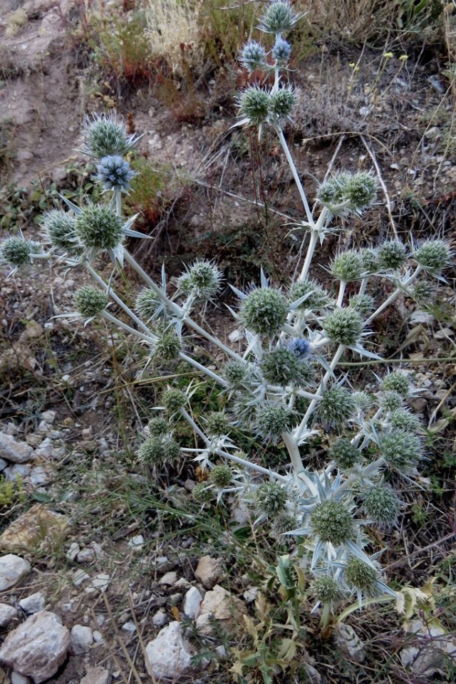 Eryngium billardieri