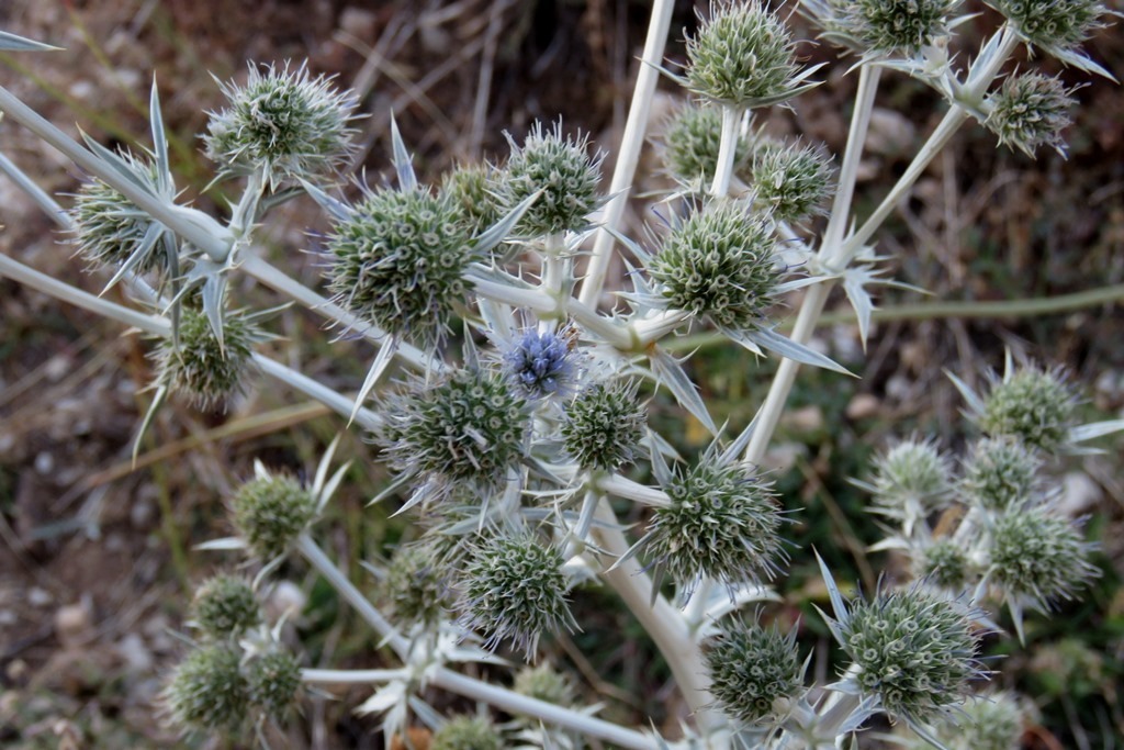 Eryngium billardieri