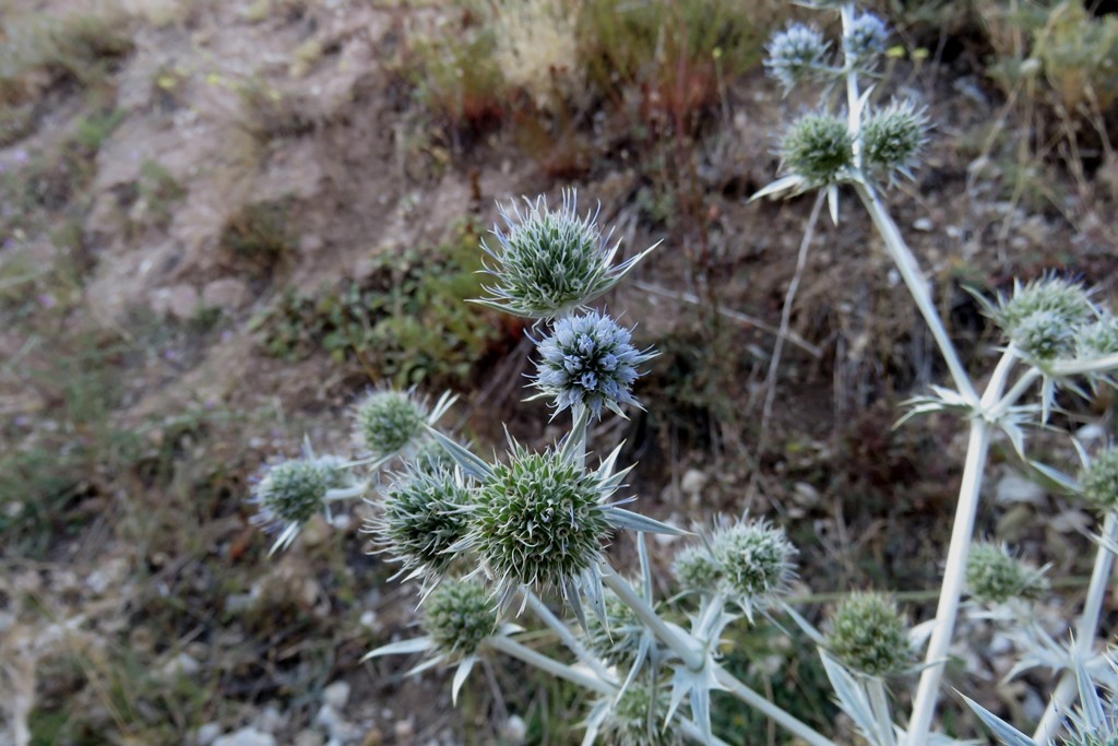 Eryngium billardieri