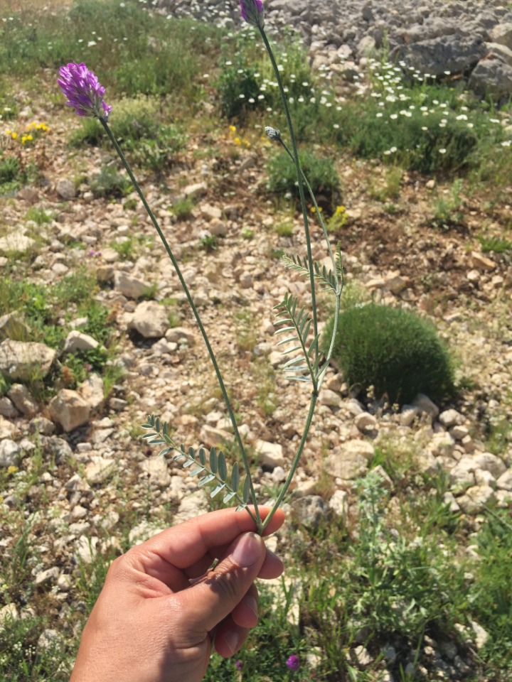 Astragalus arguricus