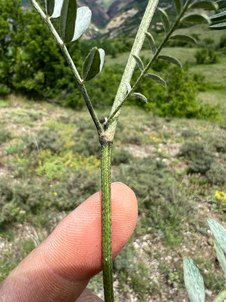 Astragalus arguricus