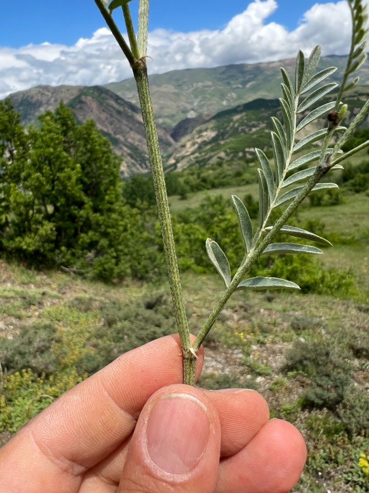 Astragalus arguricus