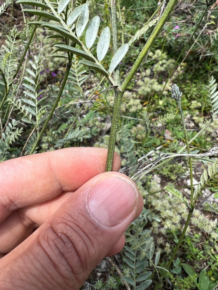 Astragalus arguricus