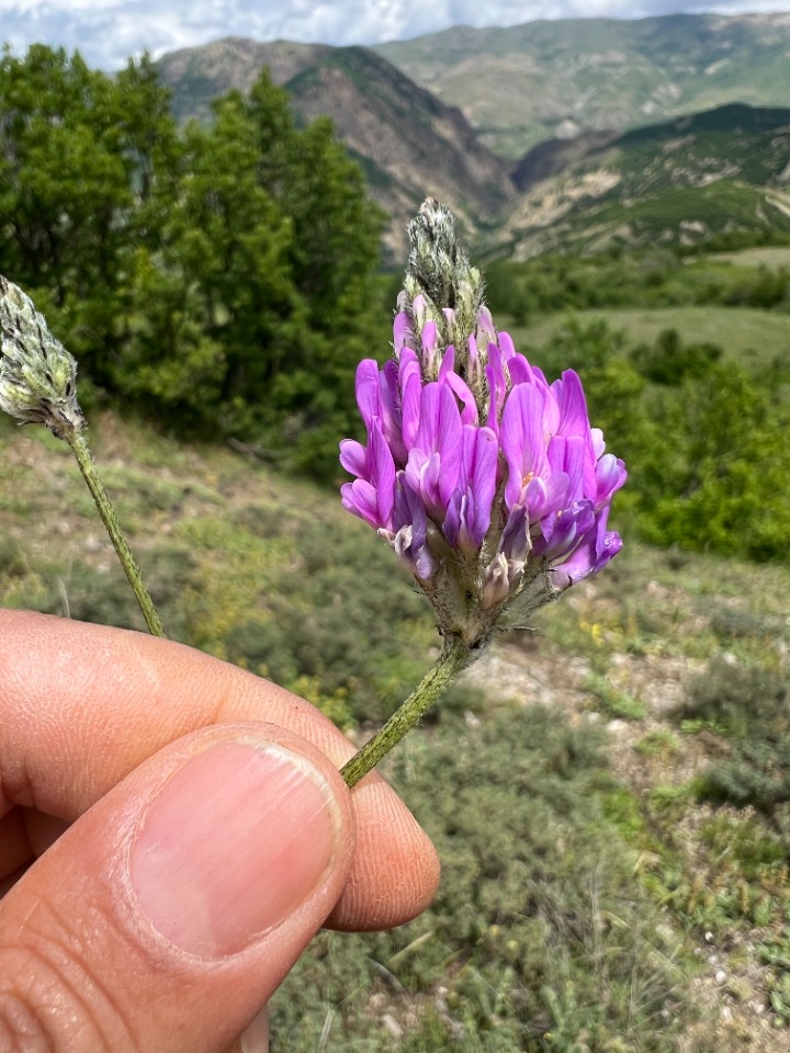 Astragalus arguricus