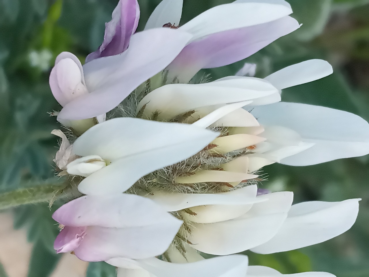 Astragalus bicolor