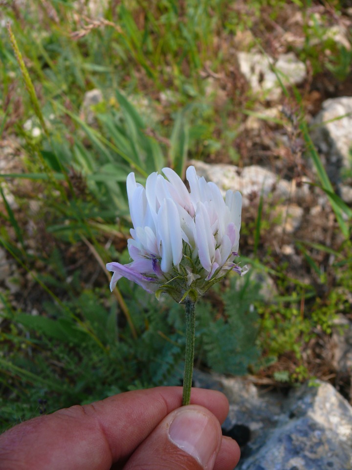 Astragalus bicolor