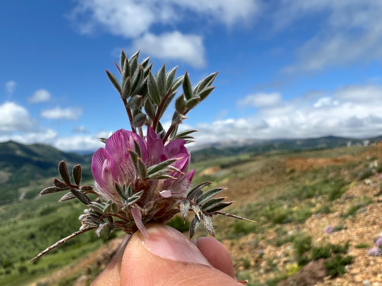 Astragalus condensatus