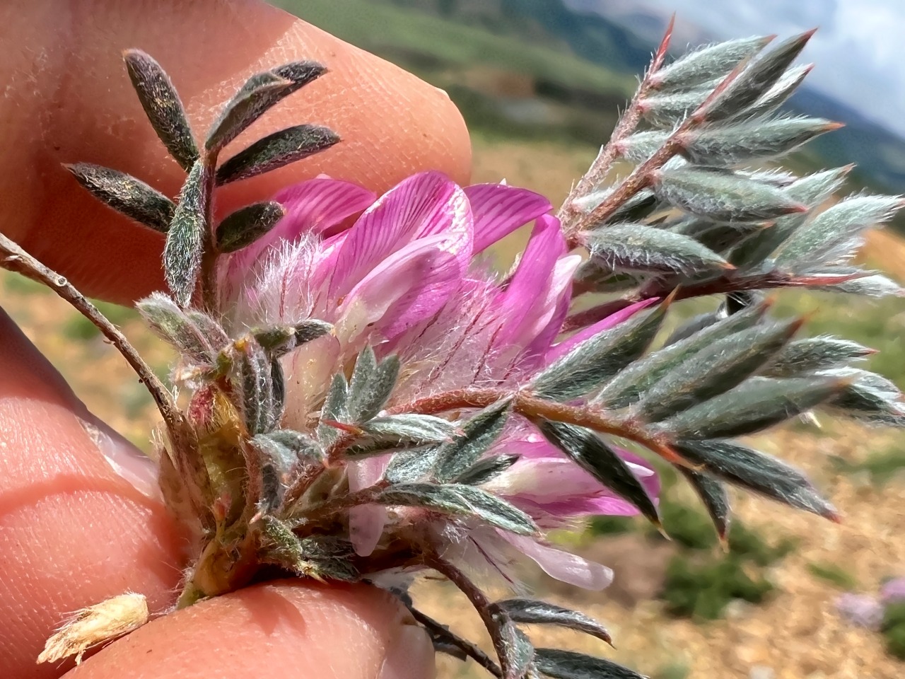 Astragalus condensatus