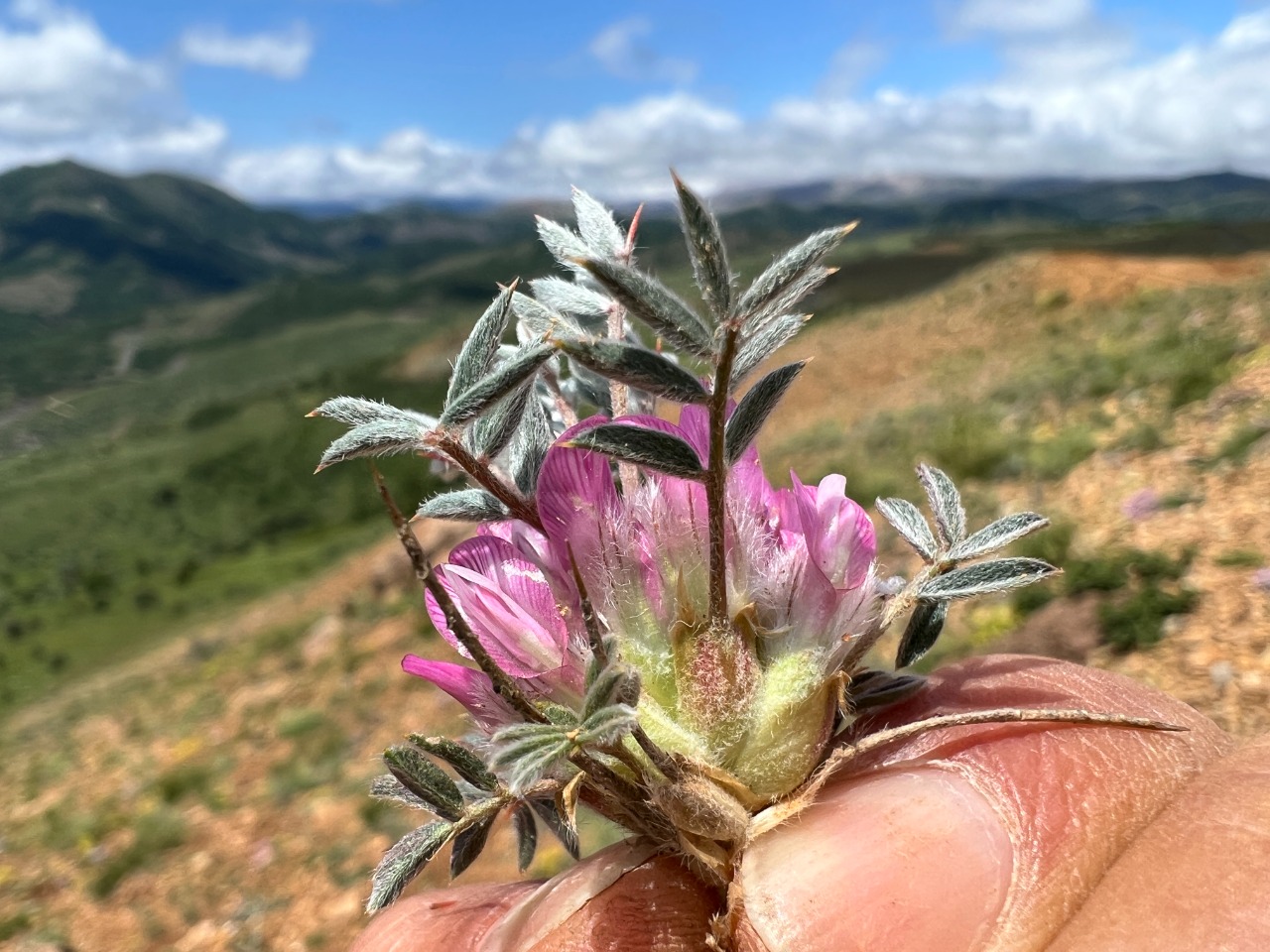 Astragalus condensatus