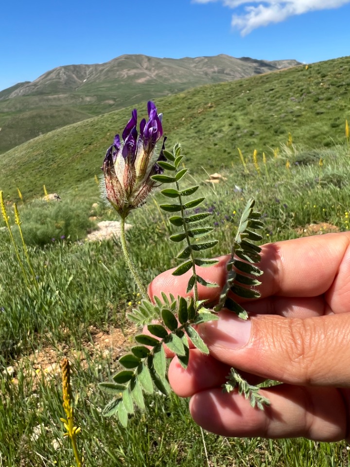 Astragalus lineatus var. longidens