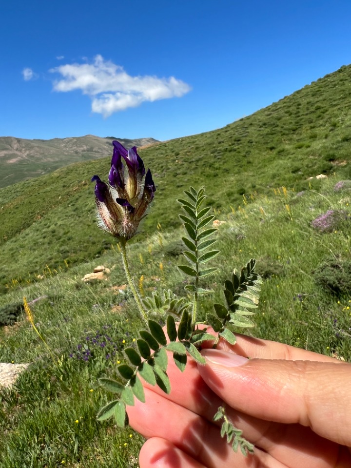 Astragalus lineatus var. longidens