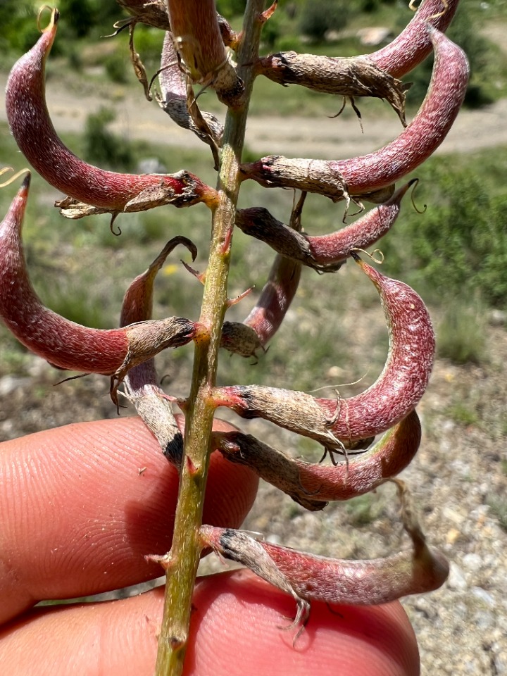 Astragalus tigridis