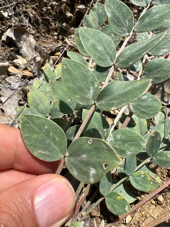 Astragalus tigridis