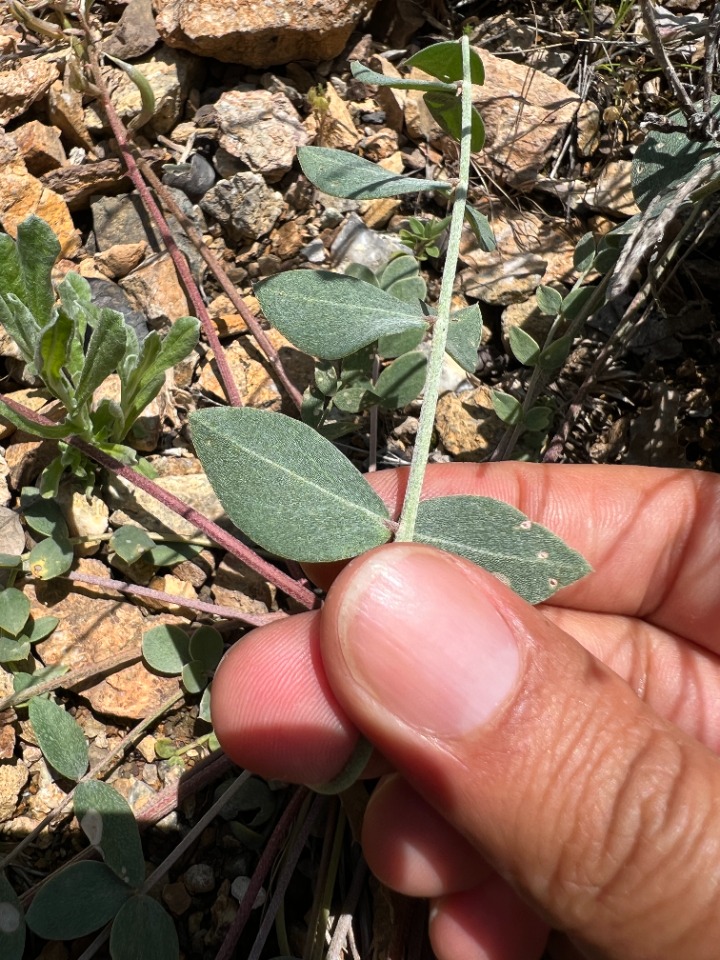 Astragalus tigridis