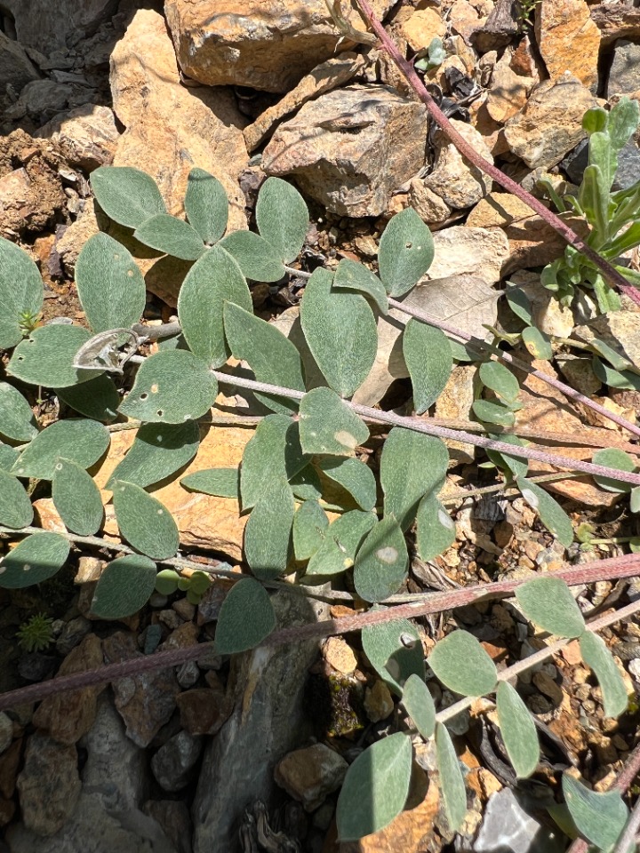 Astragalus tigridis