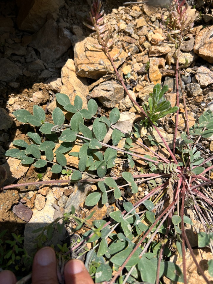 Astragalus tigridis