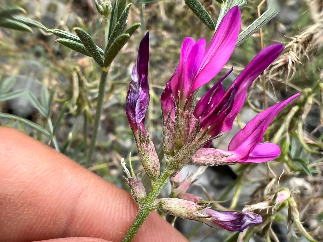 Astragalus ornithopodioides