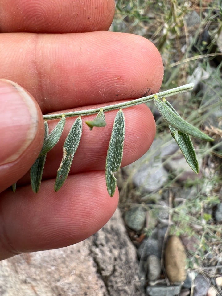 Astragalus ornithopodioides