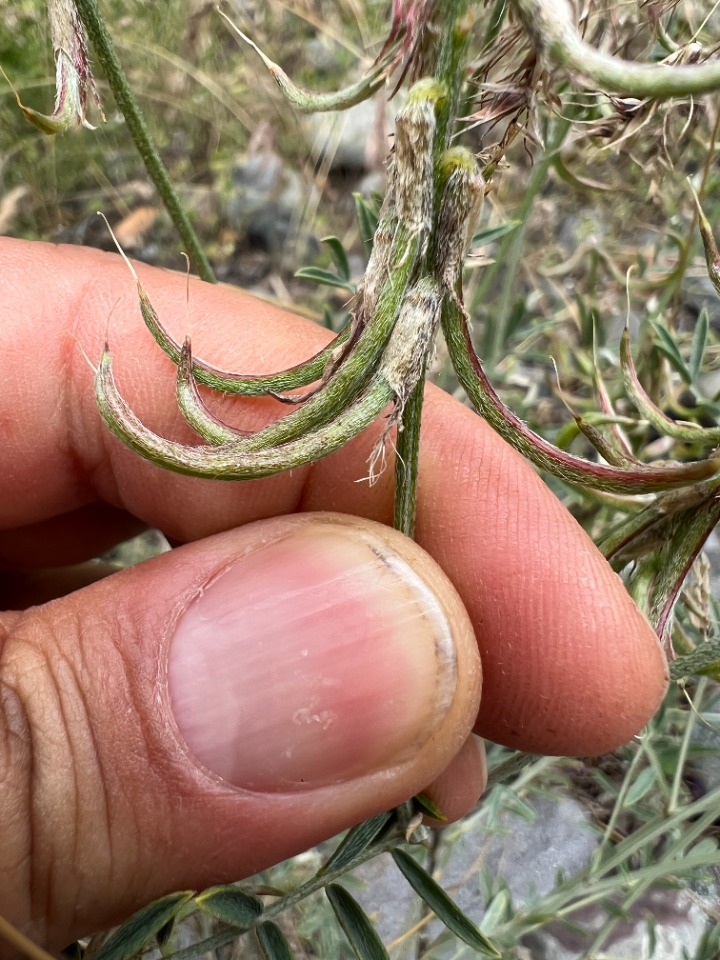 Astragalus ornithopodioides