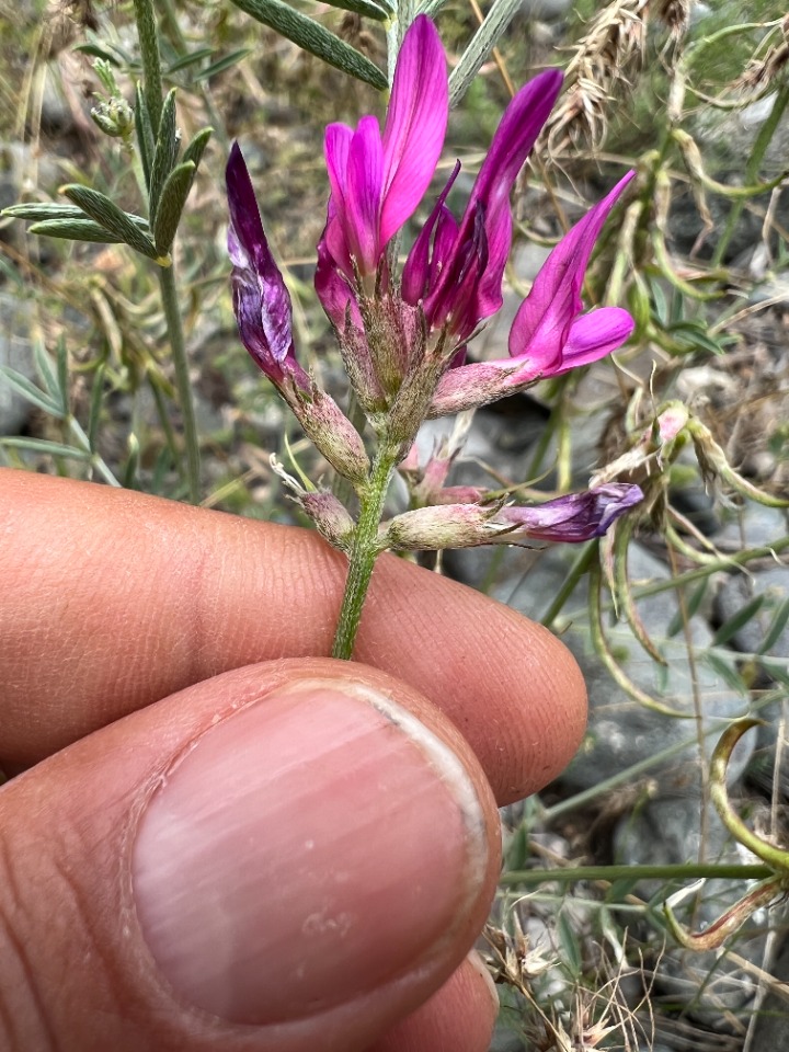 Astragalus ornithopodioides