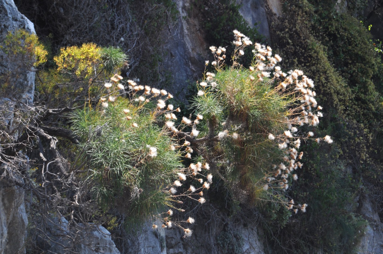 Ptilostemon gnaphaloides