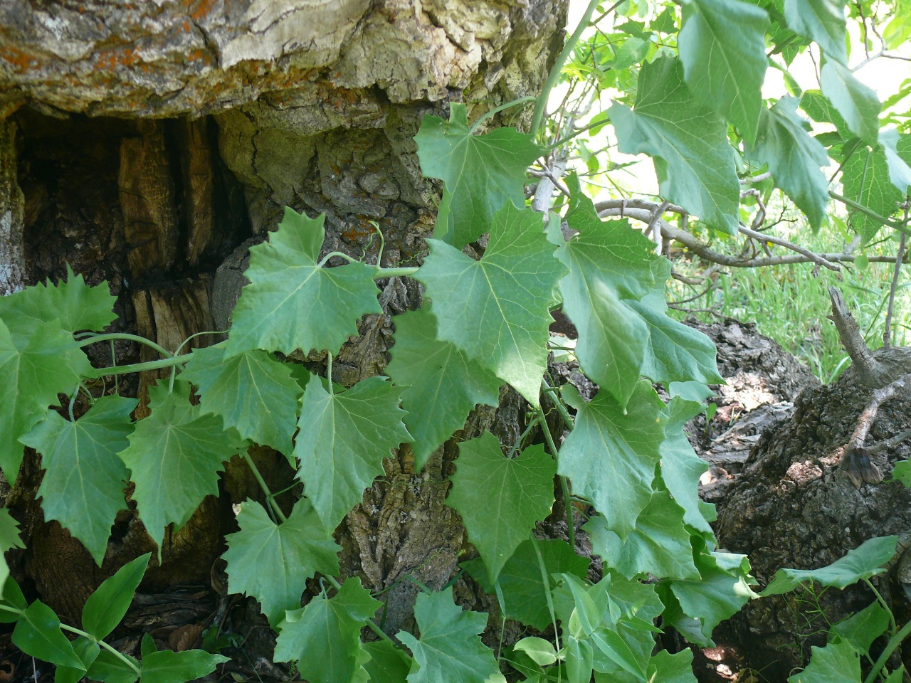 Bryonia aspera