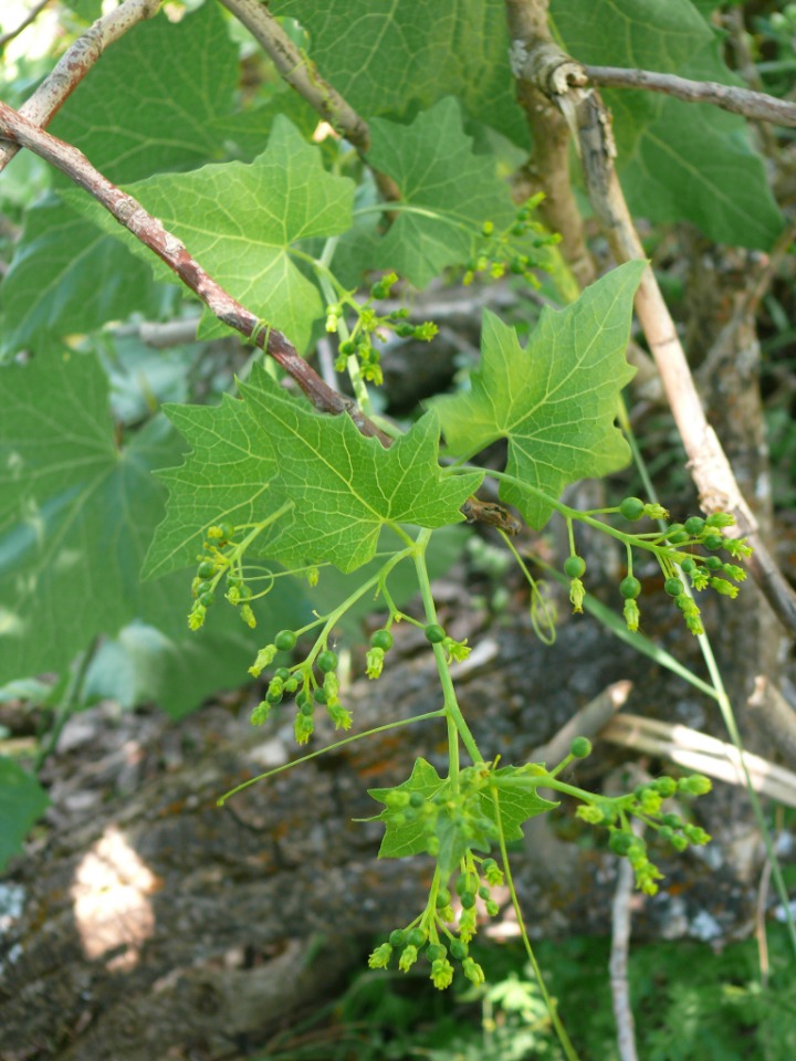 Bryonia aspera