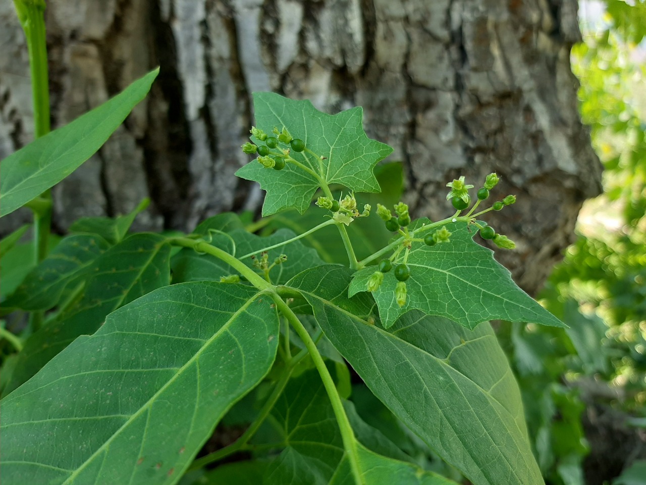 Bryonia aspera