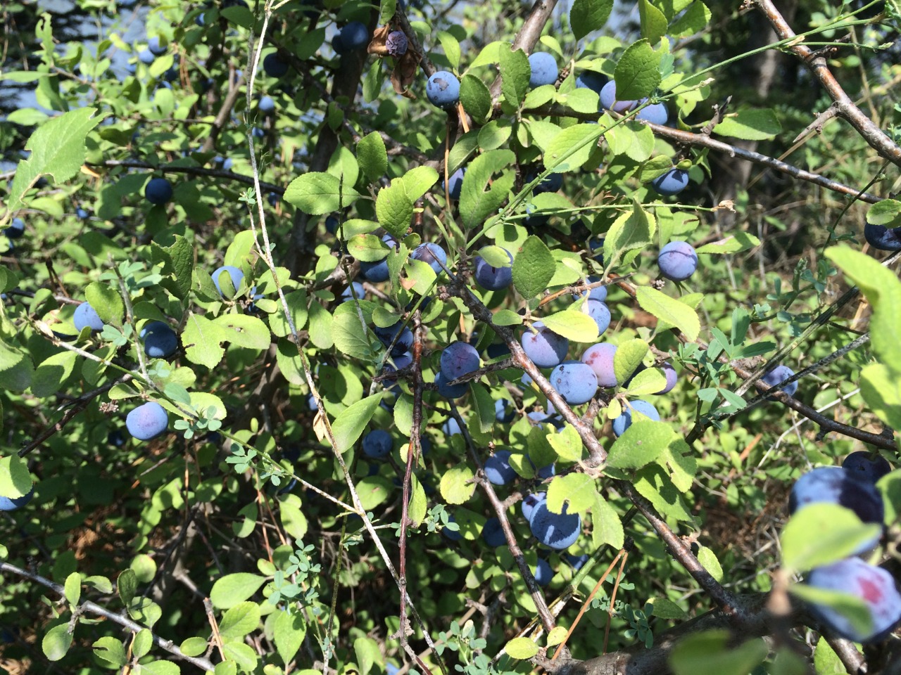 Prunus spinosa