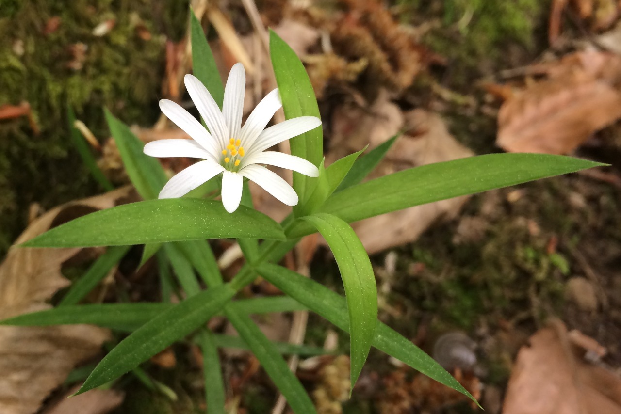 Stellaria holostea