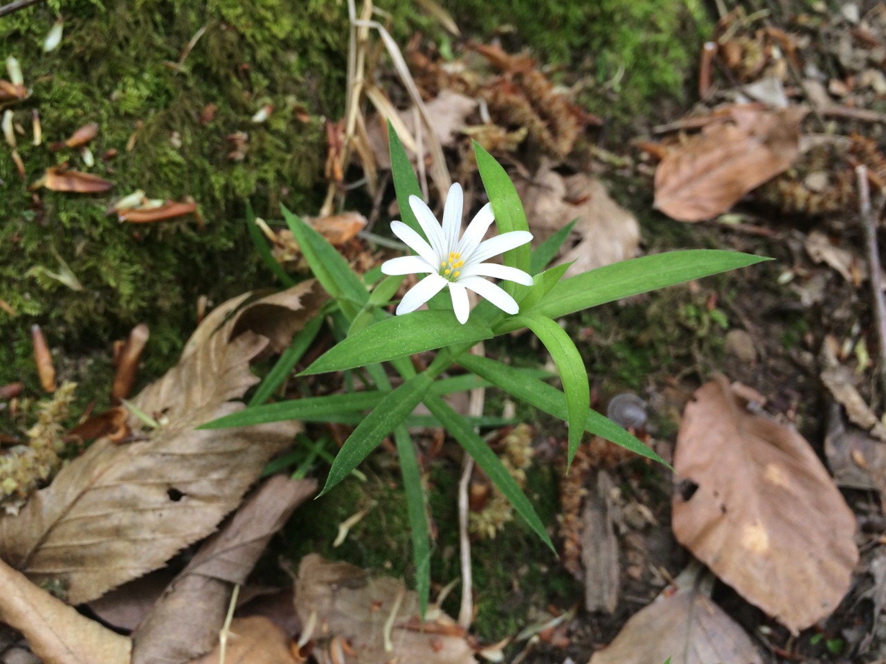 Stellaria holostea