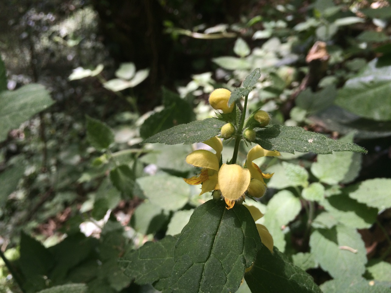 Phlomis russeliana