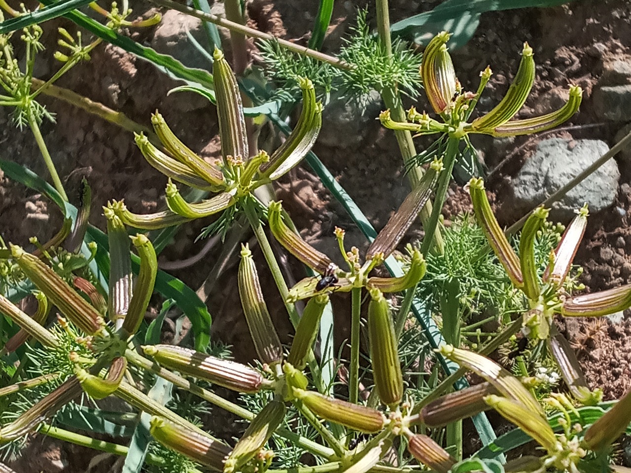 Grammosciadium platycarpum