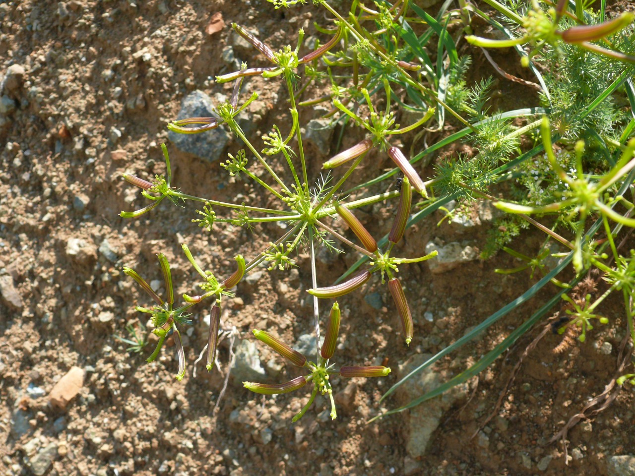 Grammosciadium platycarpum