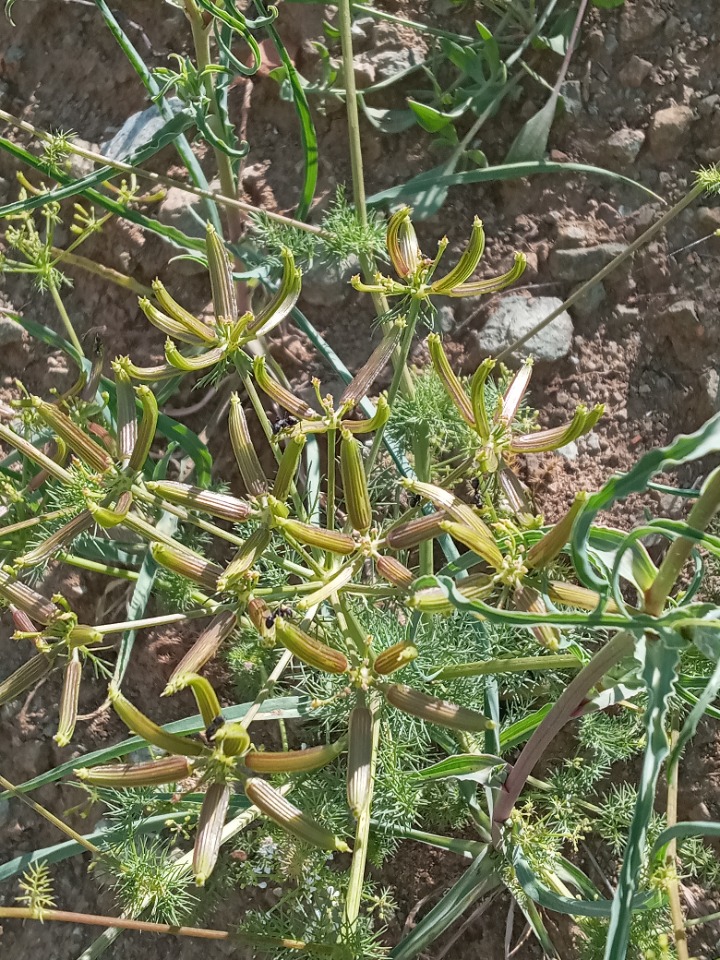 Grammosciadium platycarpum