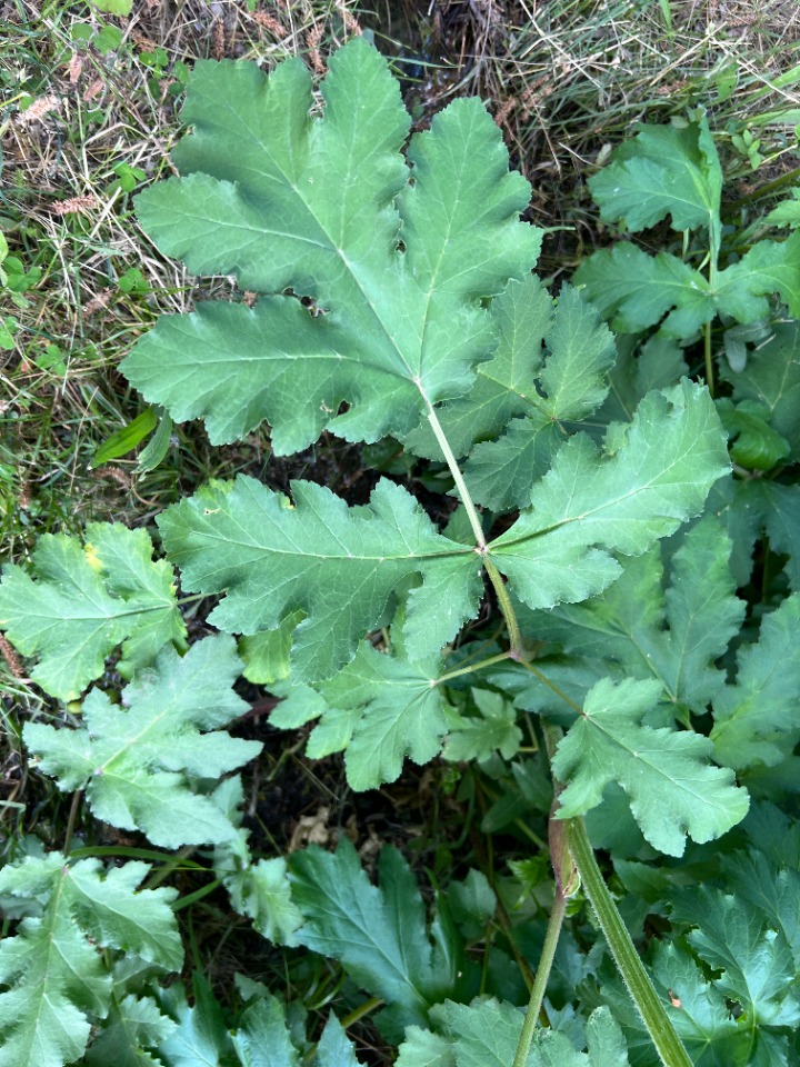 Heracleum trachyloma