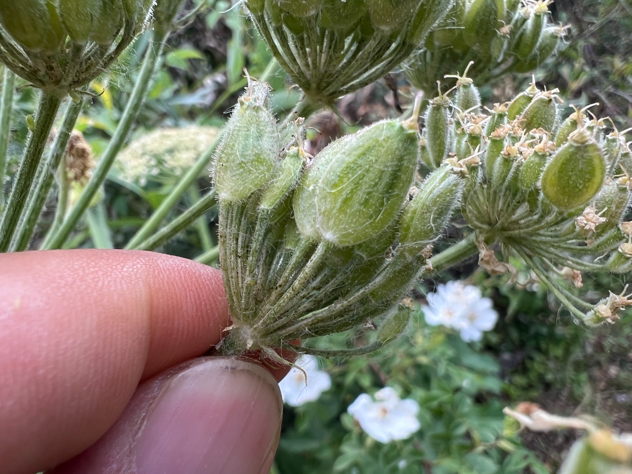 Heracleum trachyloma