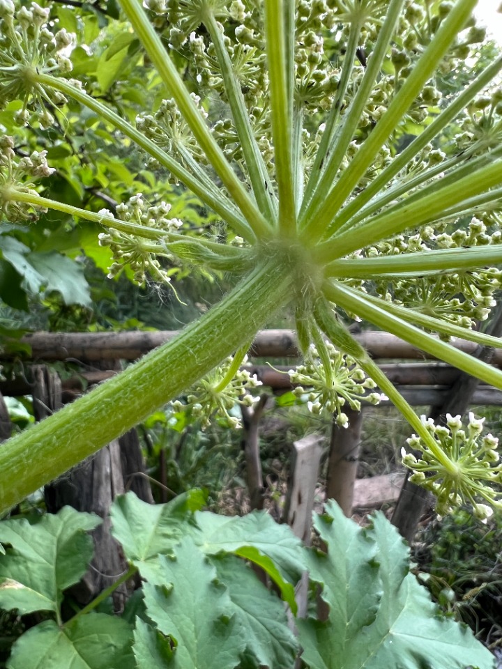 Heracleum trachyloma