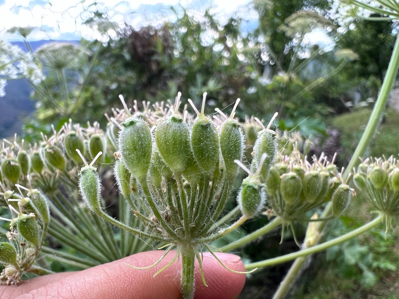 Heracleum trachyloma
