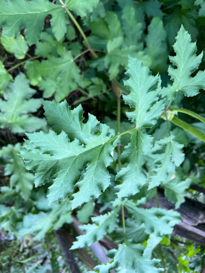 Heracleum trachyloma