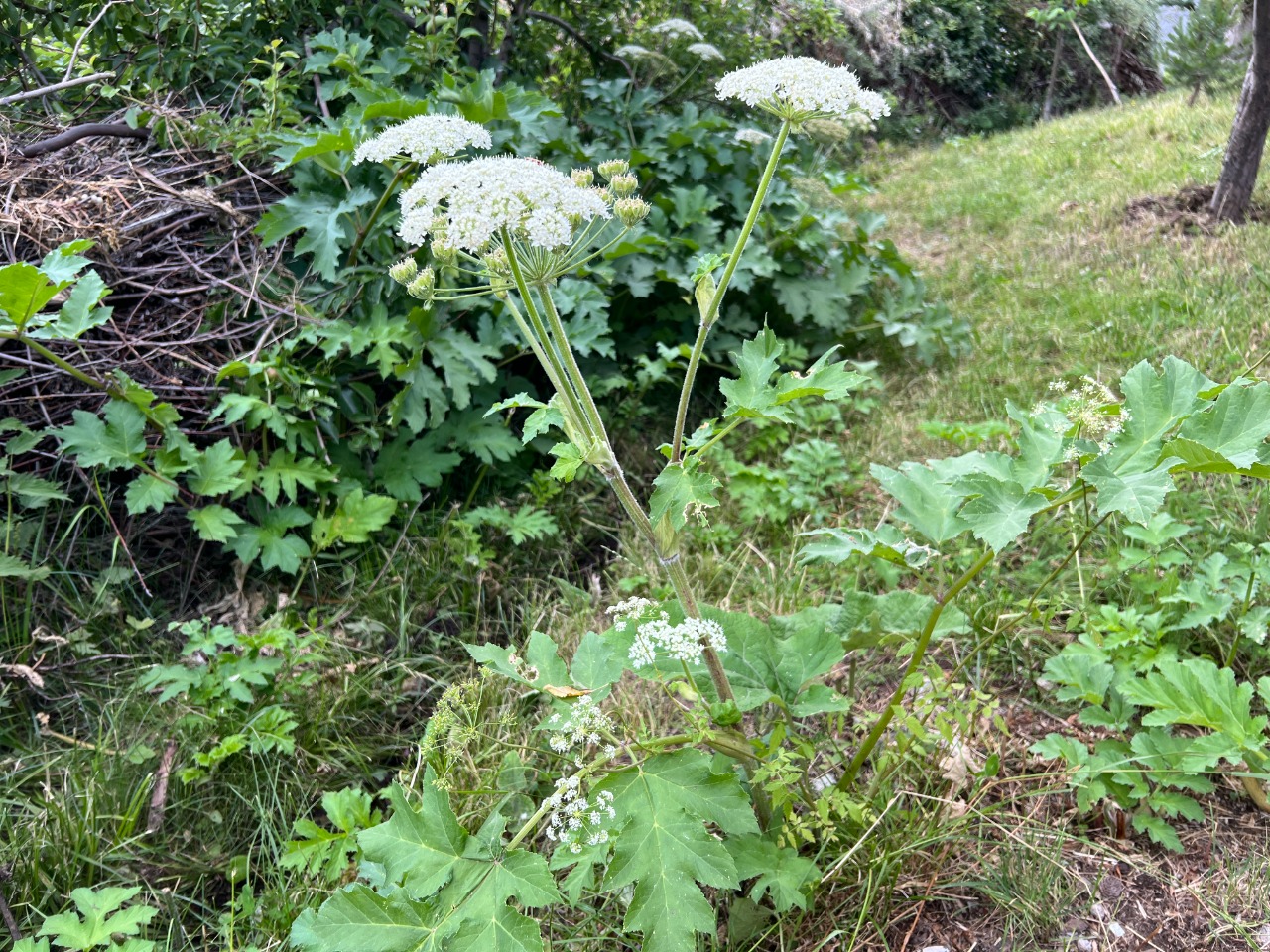 Heracleum trachyloma