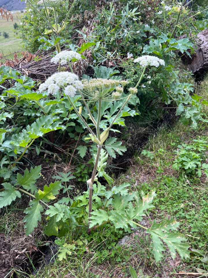 Heracleum trachyloma
