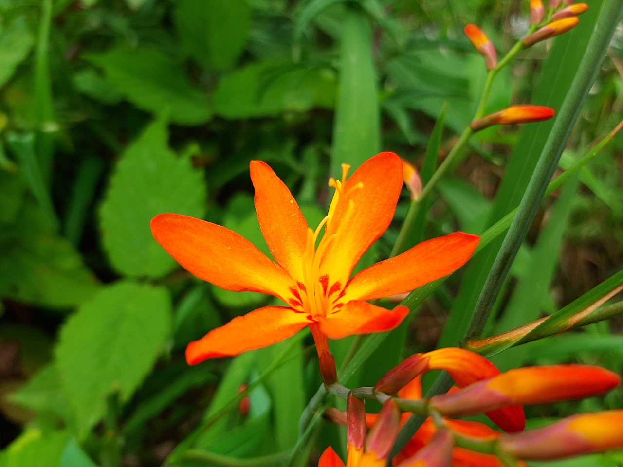 Crocosmia aurea