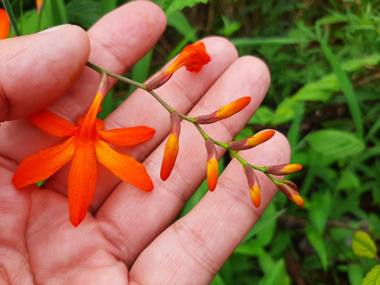 Crocosmia aurea