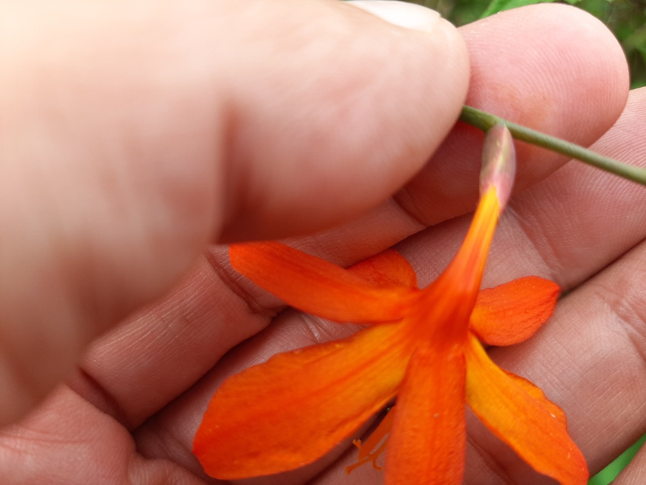 Crocosmia aurea