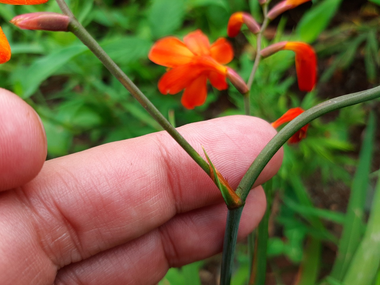 Crocosmia aurea