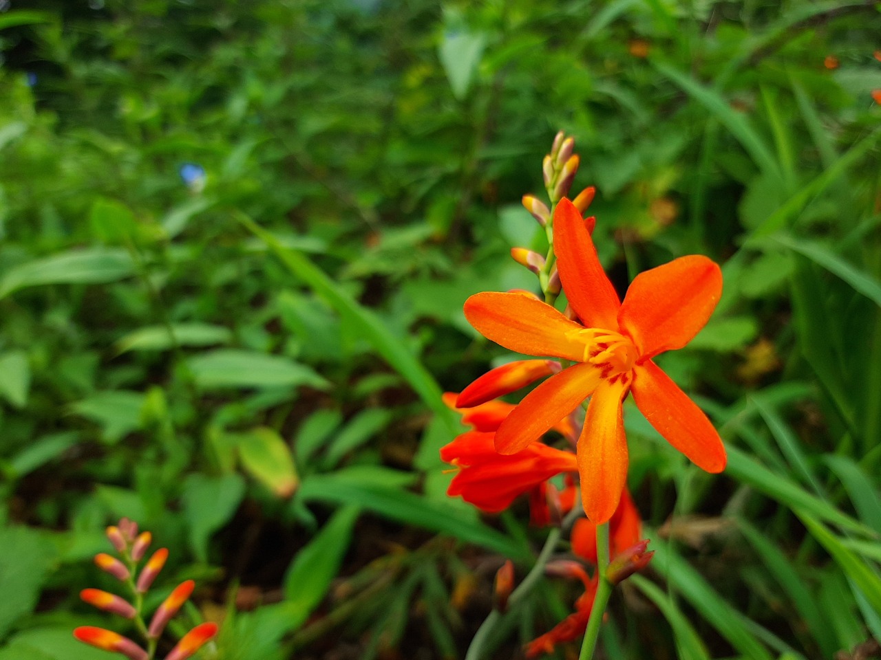 Crocosmia aurea